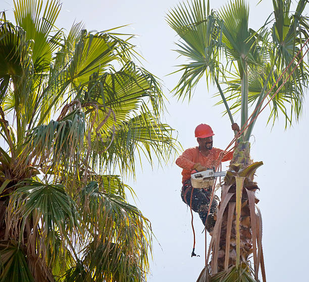 Tree Removal for Businesses in Sunrise, FL